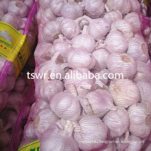 cold storage garlic high quality garlic 2020 crop